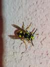Vespula germanica