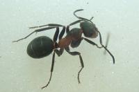 Formica pratensis