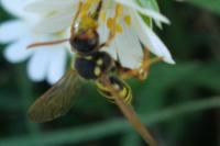 Nomada goodeniana