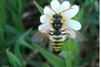 Nomada goodeniana