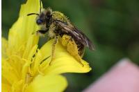 Andrena humilis
