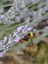 Bombus pratorum