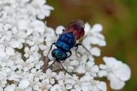 Chrysis