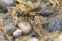 Sceliphron caementarium