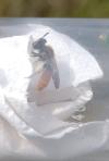 Andrena marginata