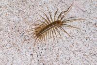 Scutigera coleoptrata