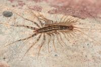 Scutigera coleoptrata