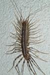 Scutigera coleoptrata