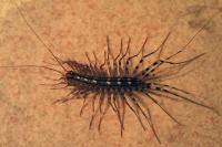 Scutigera coleoptrata