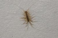 Scutigera coleoptrata