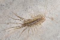 Scutigera coleoptrata
