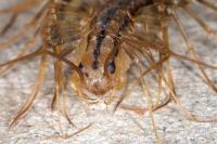 Scutigera coleoptrata