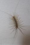 Scutigera coleoptrata