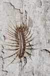 Scutigera coleoptrata
