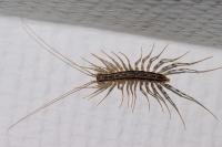 Scutigera coleoptrata