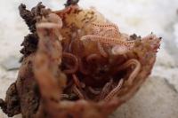 Blaniulus guttulatus