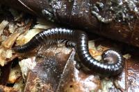 Tachypodoiulus niger