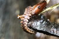 Polydesmus