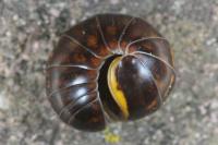 Glomeris klugii