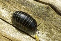 Glomeris marginata