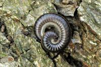 Ommatoiulus sabulosus
