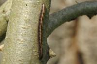 Ommatoiulus sabulosus