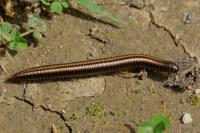 Ommatoiulus sabulosus