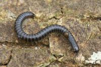 Tachypodoiulus niger