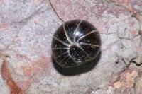 Glomeris marginata