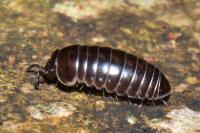 Glomeris marginata