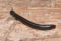 Tachypodoiulus niger