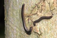 Tachypodoiulus niger