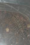 Scutigera coleoptrata