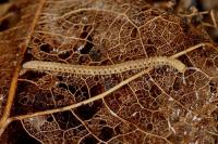 Blaniulus guttulatus