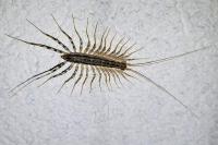Scutigera coleoptrata