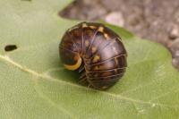 Glomeris klugii