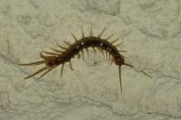 Lithobius