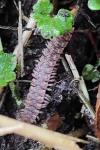 Polydesmus