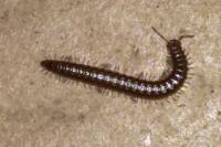 Craspedosoma raulinsii