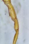 Cryptops hortensis
