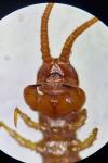 Lithobius forficatus