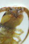 Lithobius melanops