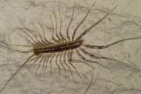 Scutigera coleoptrata