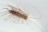 Scutigera coleoptrata