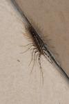 Scutigera coleoptrata
