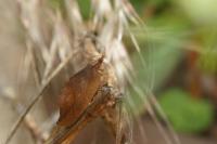 Drepanepteryx phalaenoides