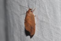 Drepanepteryx phalaenoides