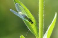 Chrysopa perla