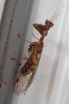 Mantispa styriaca