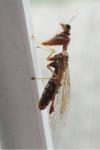 Mantispa styriaca